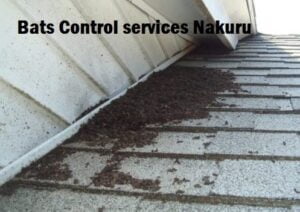 Bats control services Nakuru Bats control services Nakuru