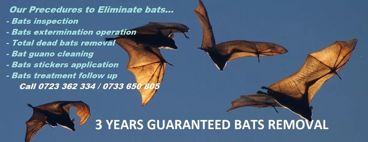 Bats control services in Eldoret bat management in Eldoret