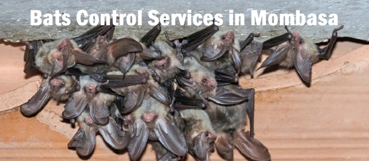 Bats control services in Mombasa Kenya