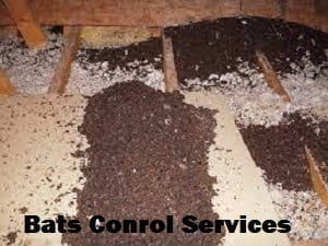 Bats control services Bats control services
