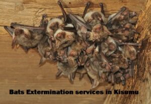 Bats extermination services in Kisumu Bats extermination services in Kisumu