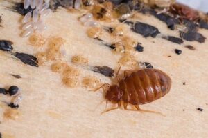 Bedbugs control in Mombasa