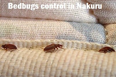 Bedbugs control in Nakuru Bedbugs control in Nakuru