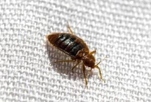 Bedbugs control services in Mombasa