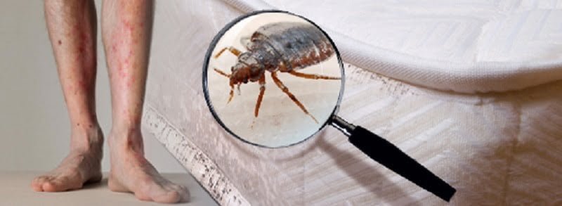Bedbugs control services in Kisumu
