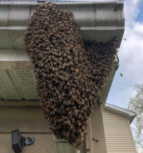 Bees control services in Kenya Bees control services in Kenya