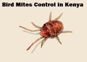 Bird mites control in Kenya