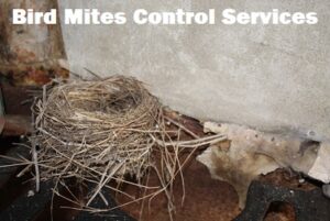 Bird mites control services