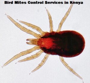 Bird mites control services in Kenya