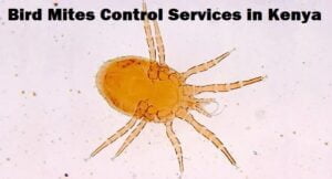 Bird mites dust mites control services in Kenya