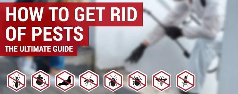 Busia how to get rid of pests in Busia? Busia how to get rid of pests in Busia?