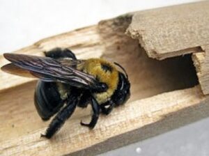 Carpenter bees control in Kenya Carpenter bees control in Kenya