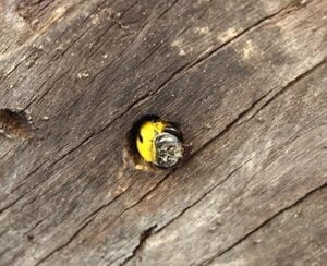 Carpenter bees control in Kenya Carpenter bees control in Kenya