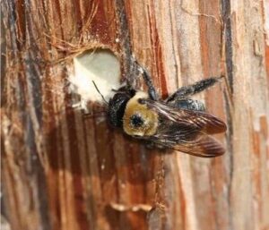 Carpenter bees control services in Kenya Carpenter bees control services in Kenya