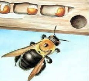 Carpenter bees extermination services in Kenya Carpenter bees extermination services in Kenya