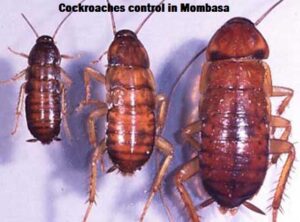 Cockroaches control in Mombasa