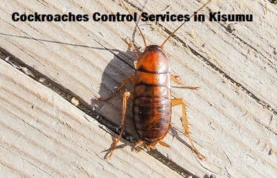 Cockroaches control services in Kisumu