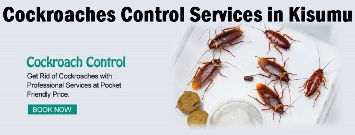 Cockroaches control services in Kisumu