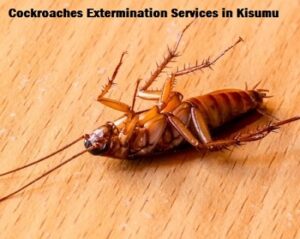 Cockroaches extermination services in Kisumu