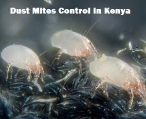 Dust mites Infestation Control services in Kenya