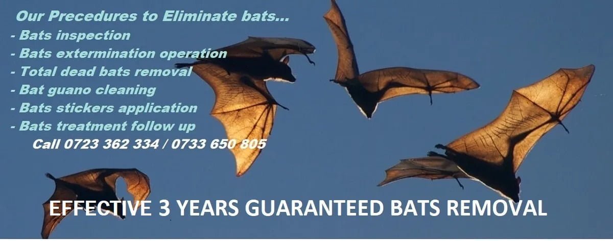 Effective bats control services in Kenya