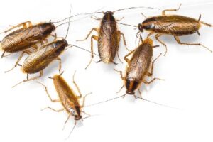 Fumigation and pest control in Bomet Fumigation and pest control in Bomet