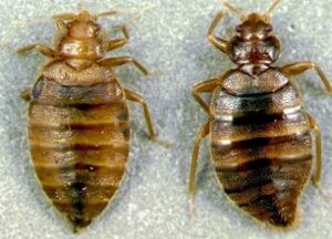 Fumigation and pest control services in Egypt