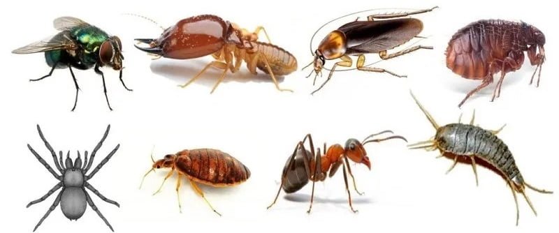 Fumigation and pest control services in Kajiado