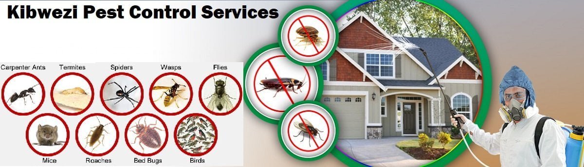 Fumigation & pest control services in Kibwezi