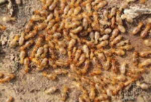 Fumigation and pest control services in Ukwala