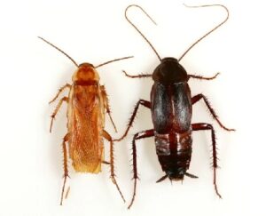 Fumigation services in Libya