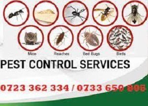 Fumigation services in Butere Fumigation services in Butere