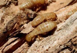 Fumigation services in Westlands Nairobi