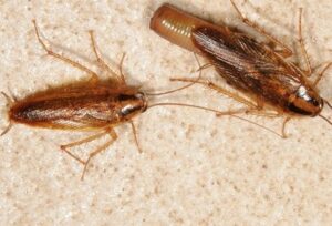 Getting rid of pests in Burundi? Getting rid of pests in Burundi?