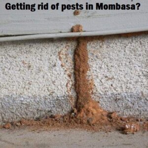 Getting rid of pests in Mombasa? Getting rid of pests in Mombasa?