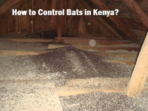 How to Control Bats in Kenya? How to Control Bats in Kenya?