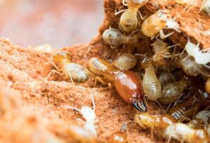 How to control pests in Africa?