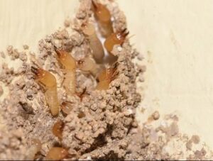 How to control pests in Burundi? How to control pests in Burundi?