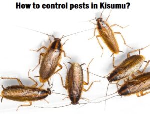 How to control pests in Kisumu? How to control pests in Kisumu?
