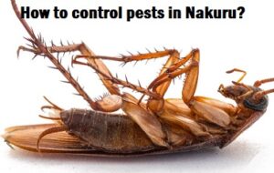 How to get rid of pests in Nakuru?