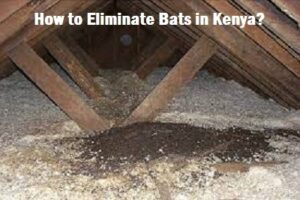 How to eliminate bats in Kenya? How to eliminate bats in Kenya?