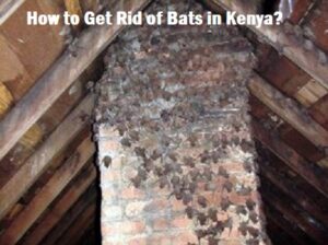 How to get rid of bats in Kenya? How to get rid of bats in Kenya?