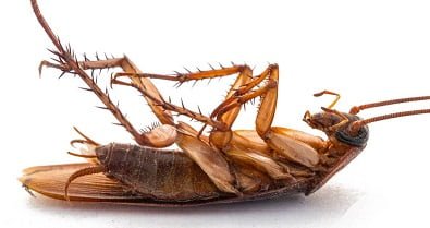 How to get rid of cockroaches in Kenya Nairobi? How to get rid of cockroaches in Kenya Nairobi?
