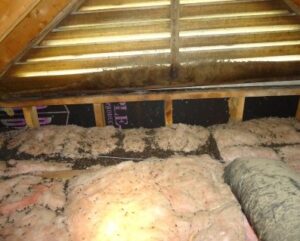 How to get rid of pests in Africa? bats