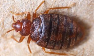 How to get rid of pests in Burundi Gitega? How to get rid of pests in Burundi Gitega?