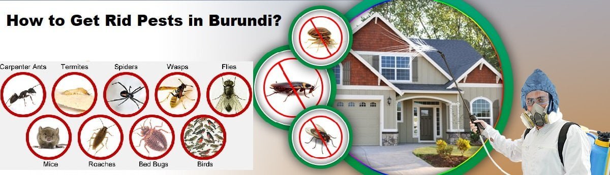 How to get rid of pests in Burundi Gitega?