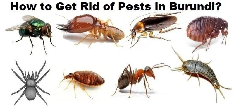 How to get rid of pests in Burundi? How to get rid of pests in Burundi?