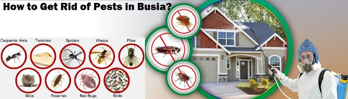 How to get rid of pests in Busia Kenya