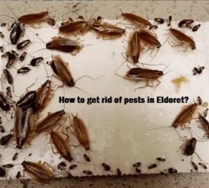 How to get rid of pests in Eldoret?