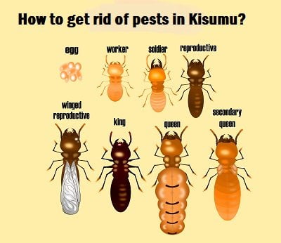 How to get rid of pests in Kisumu?